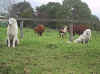 abruzzo and cows  1   27.5.03.jpg (81248 bytes)